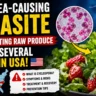 Cyclospora Outbreak Explained: The Diarrhea-Causing Parasite Linked to Raw Produce in the USA